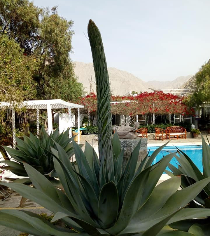 Hotel Los Palomos主图