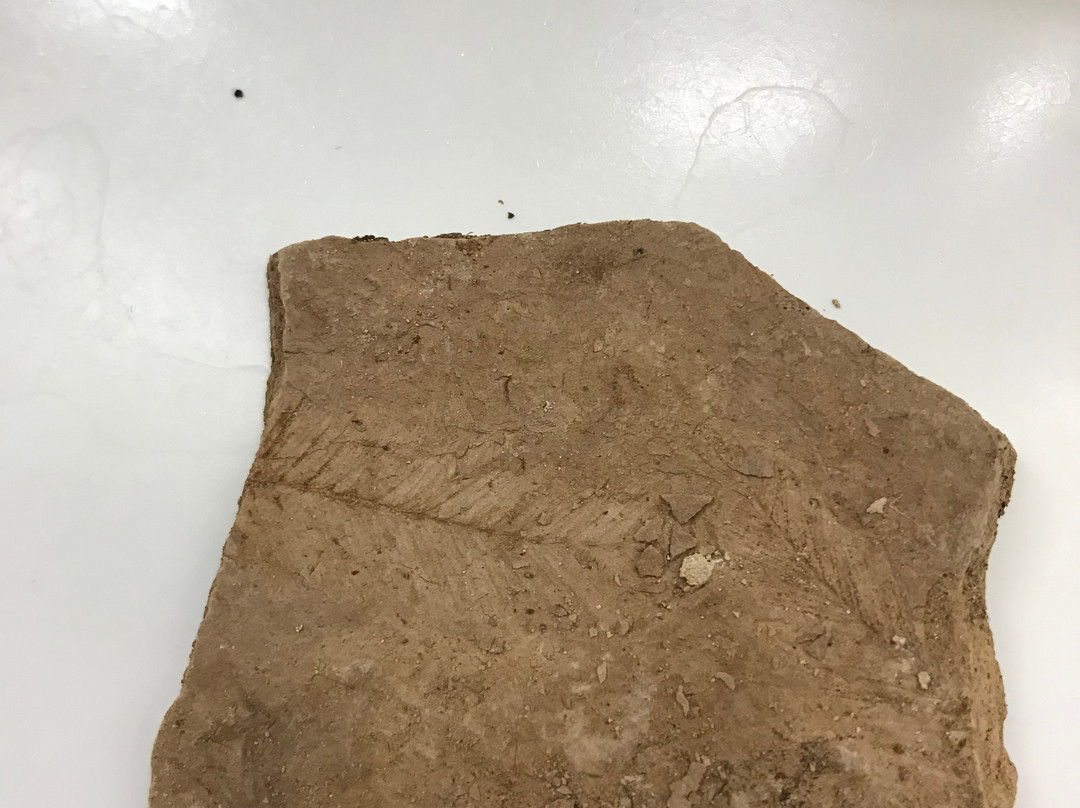 Fossils at Wheeler High School景点图片