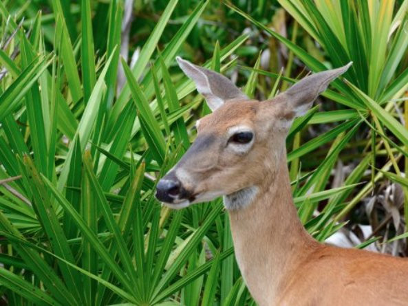 Jay B. Starkey Wilderness Park景点图片