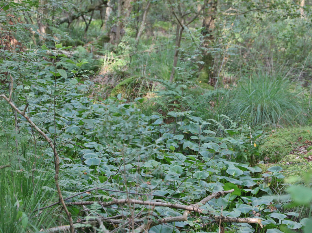 Moor bei Niedersandhausen-Osterholz-Scharmbeck必去景点