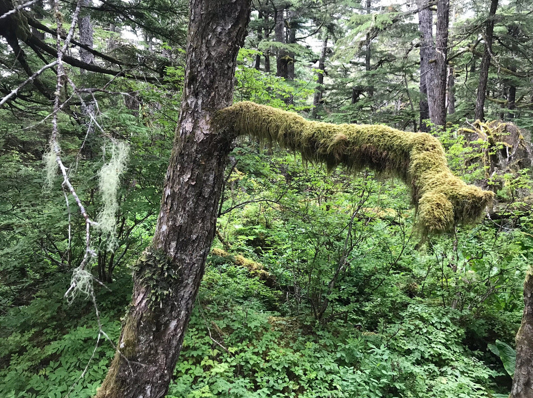 Chilkat State Park-海恩斯必去景点