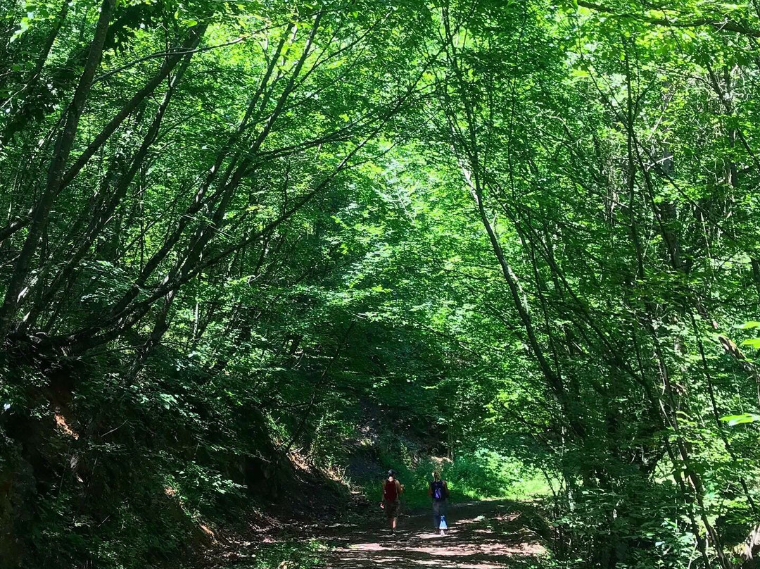 Yenice Ormani