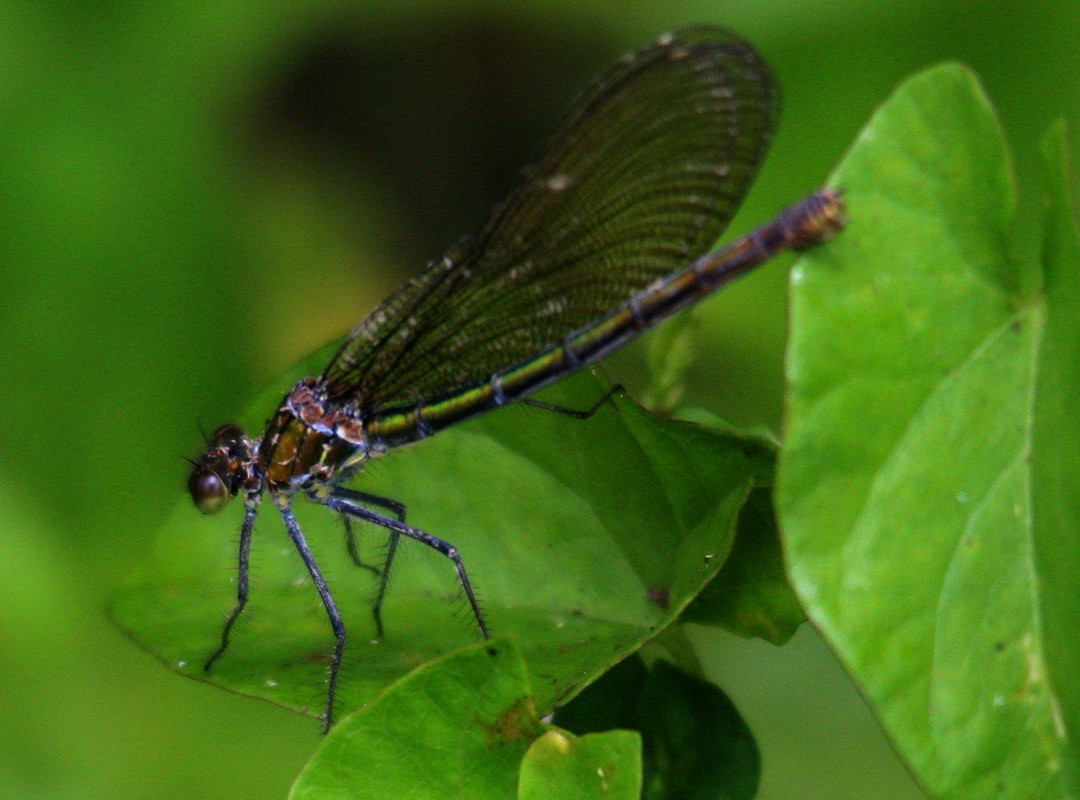 Marais du Grand Hazé-Briouze必去景点