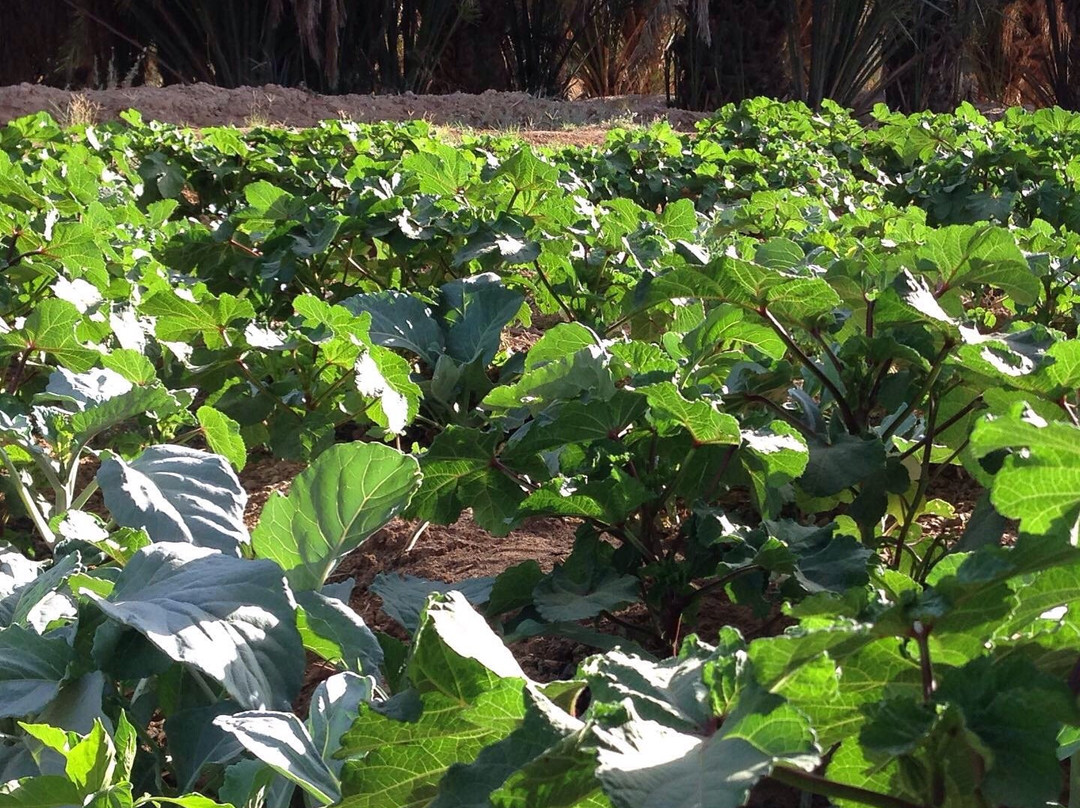 Mezguida-Rissani必去景点