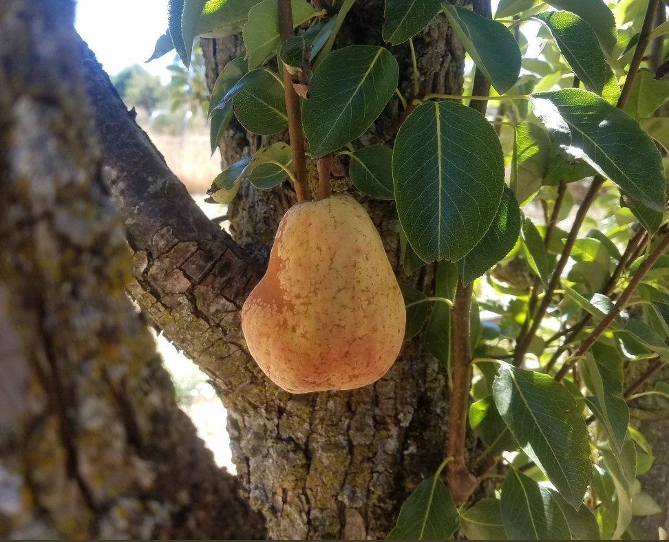 O'Dell's Organic Orchard景点图片