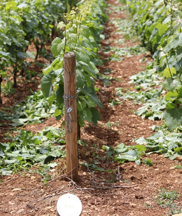 Germagny旅游攻略图片