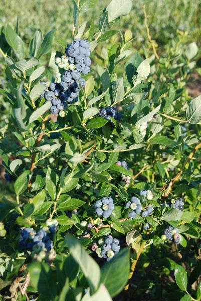 Morning Shade Farm-Canby必去景点