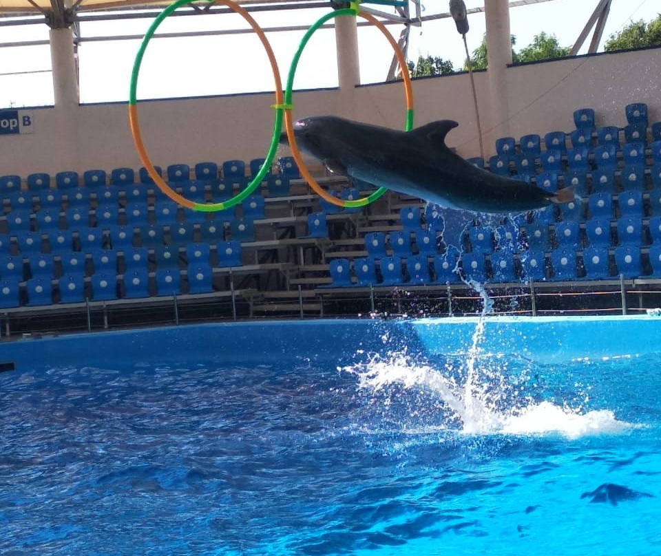 Azov Dolphinarium Nemo景点图片