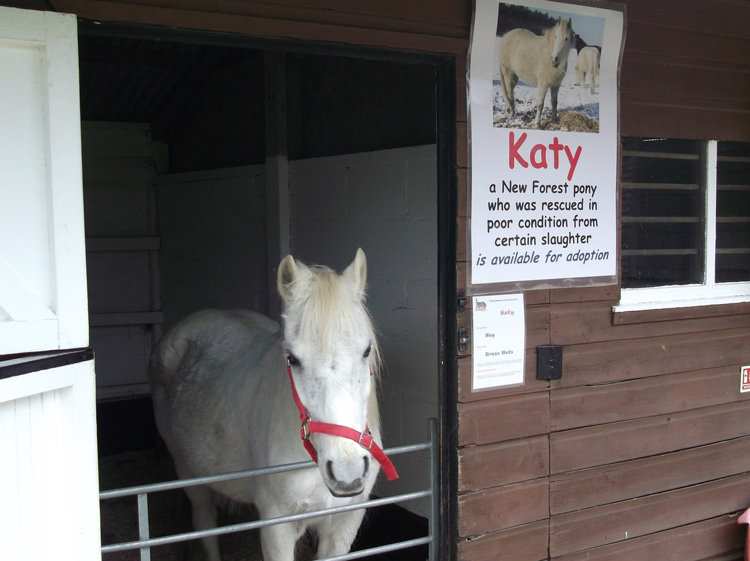 Hillside Shire Horse Sanctuary-West Runton必去景点