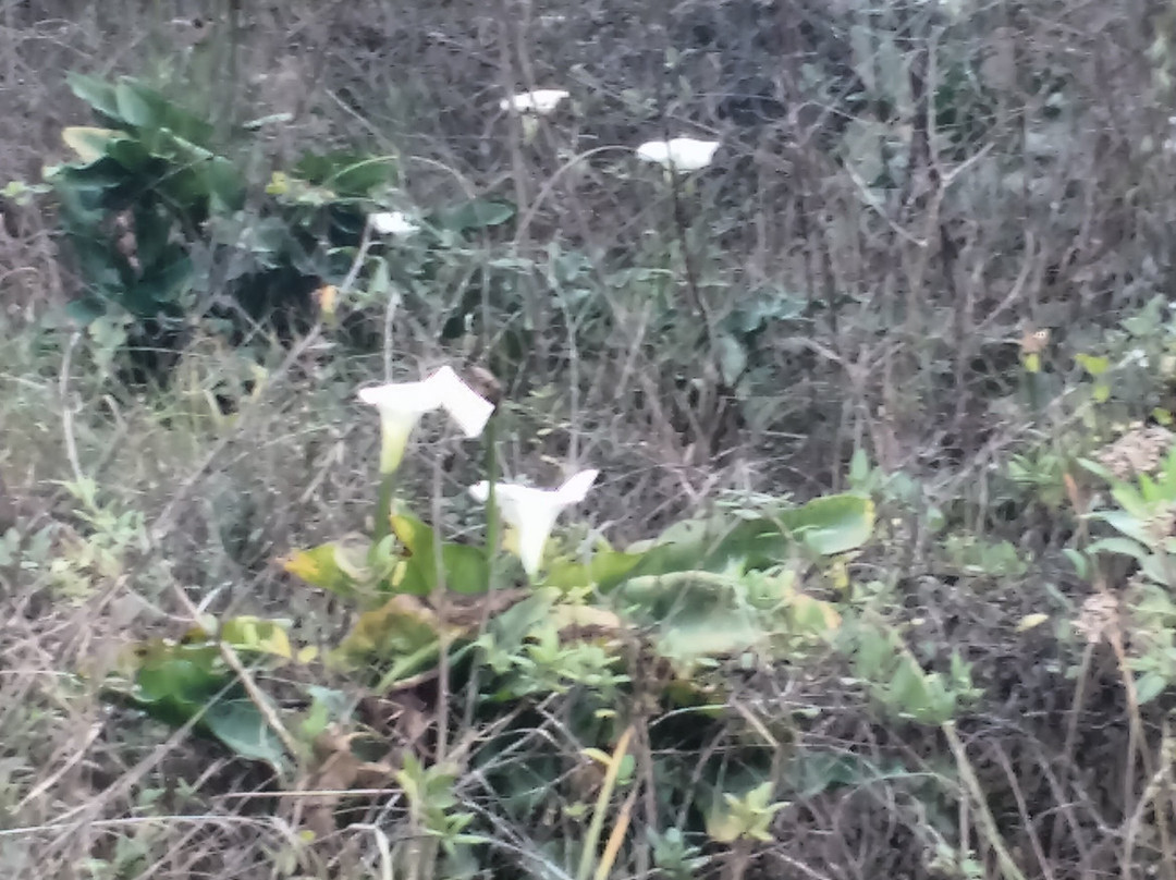 Bosque do Gato de Botas-蒙特贝尔德必去景点