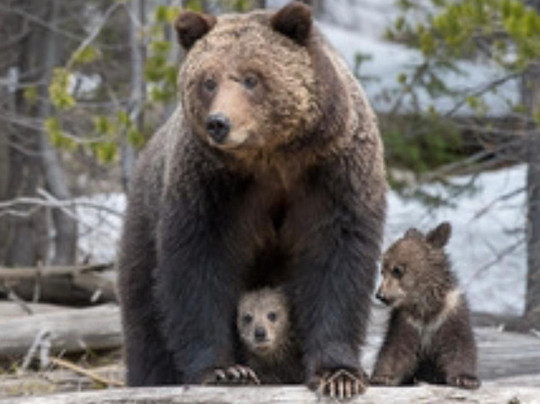 Yellowstone Adventure Tours