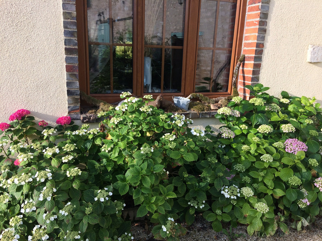 Les Trémières主图