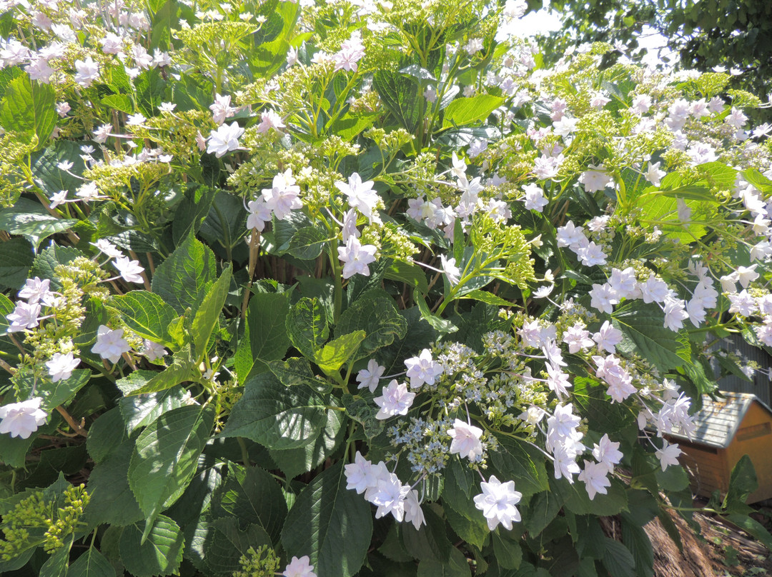 Suigo Itako Iris Festival-潮来市必去景点