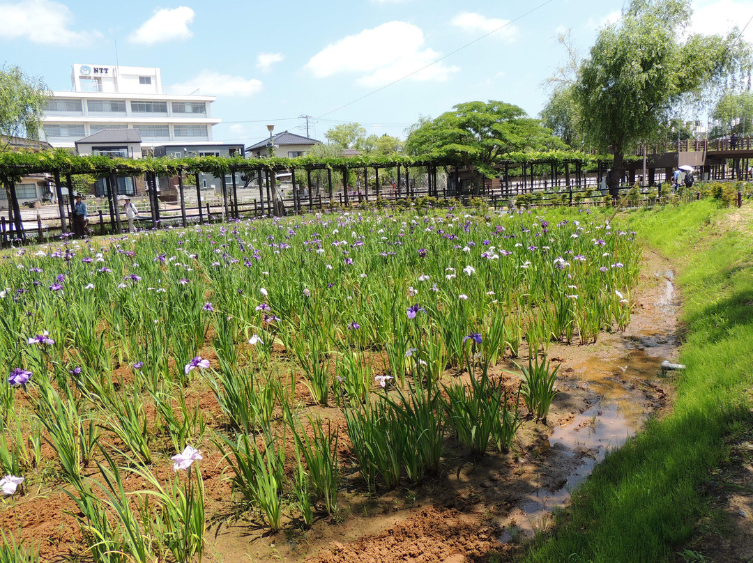 Suigo Itako Ayame Garden-潮来市必去景点