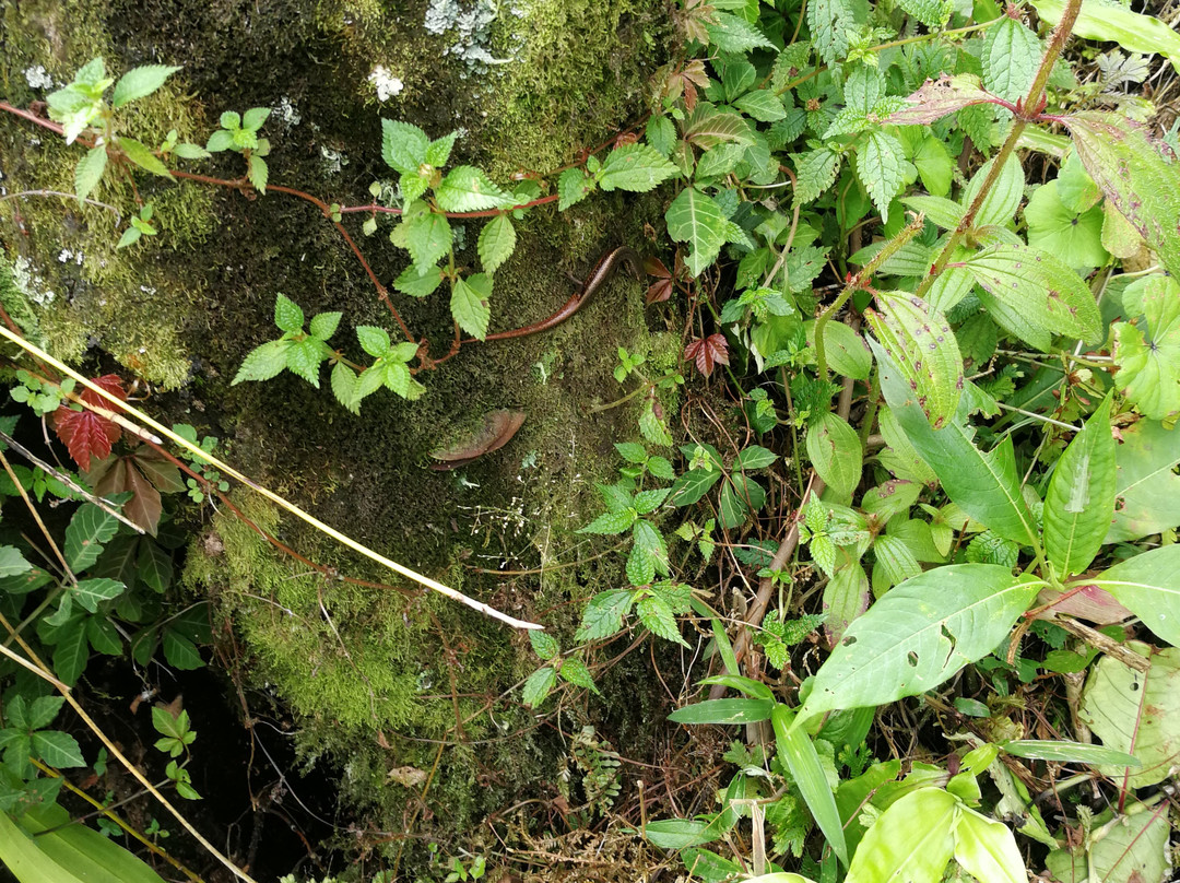 Maenam Wildlife Sanctuary-Namchi必去景点