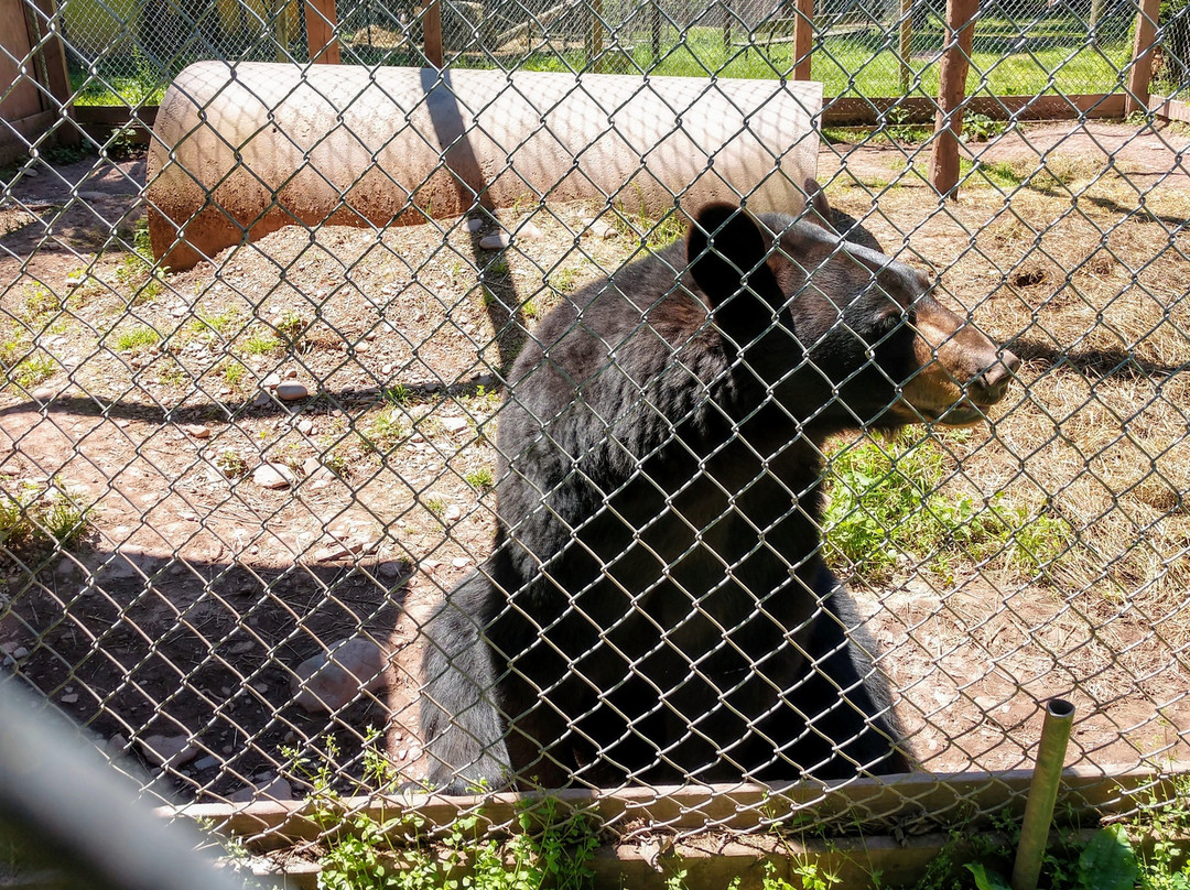 Bailiwick Animal Park-Catskill必去景点