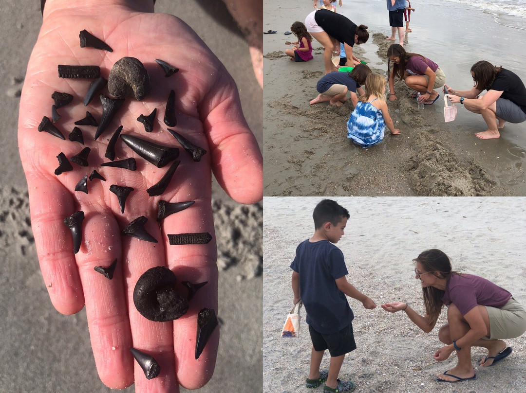 Fossils Forever - Shark Tooth Hunting Adventures-美特尔海滩必去景点