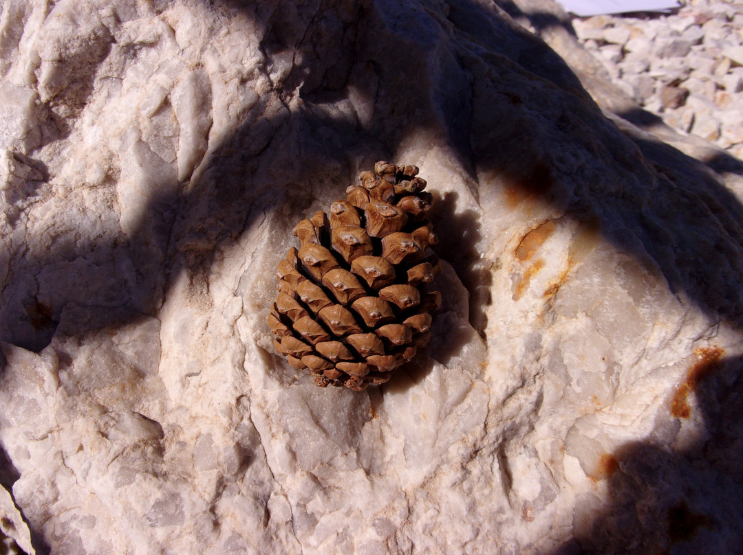 Museum of Natural Curiosity-李海必去景点
