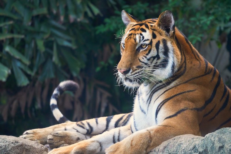 Laos Travel Services-琅勃拉邦必去景点