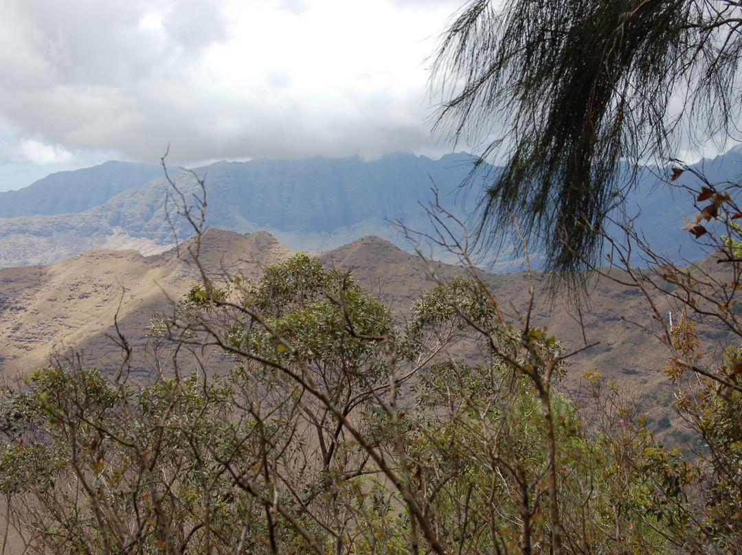 Hawaii Forest & Trail景点图片