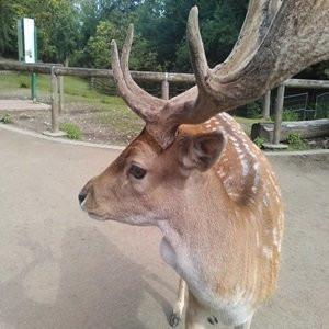 Damwildgehege im Grugapark-埃森必去景点