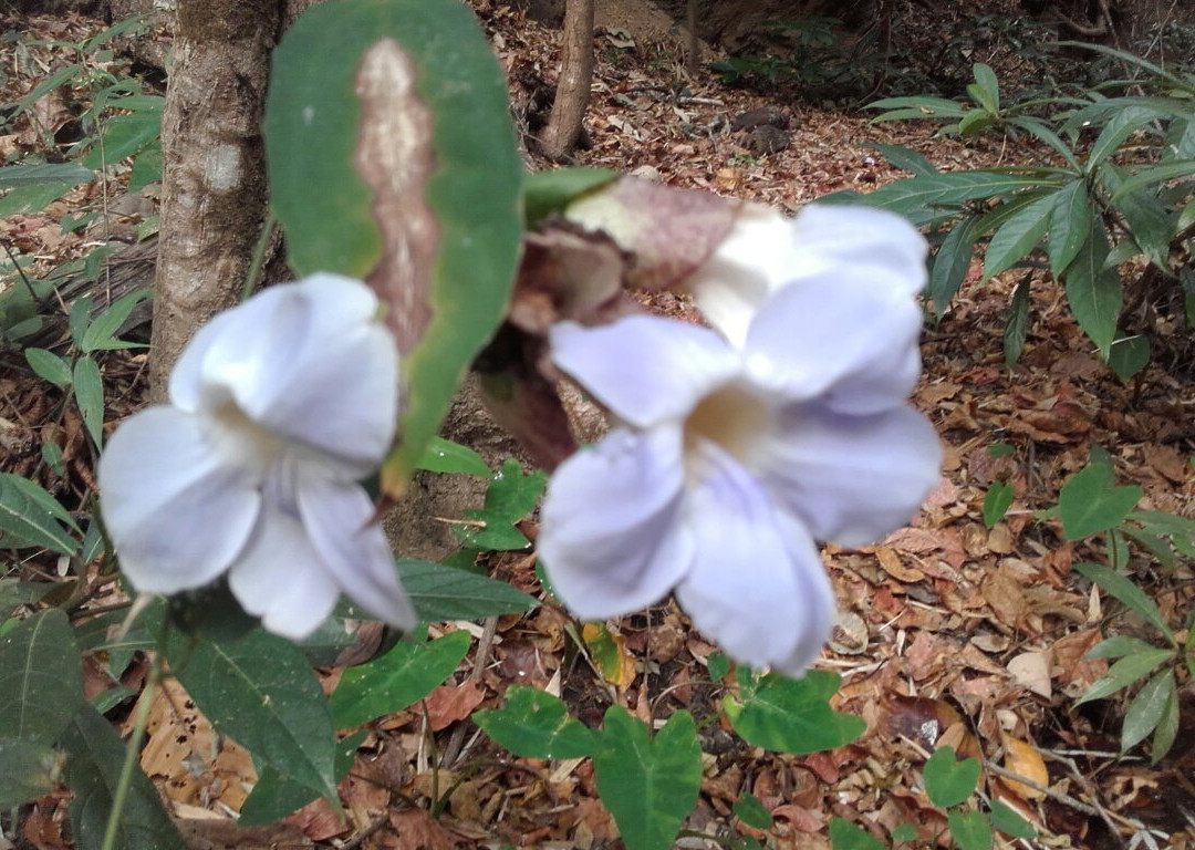 美茵瀑布-拜县必去景点