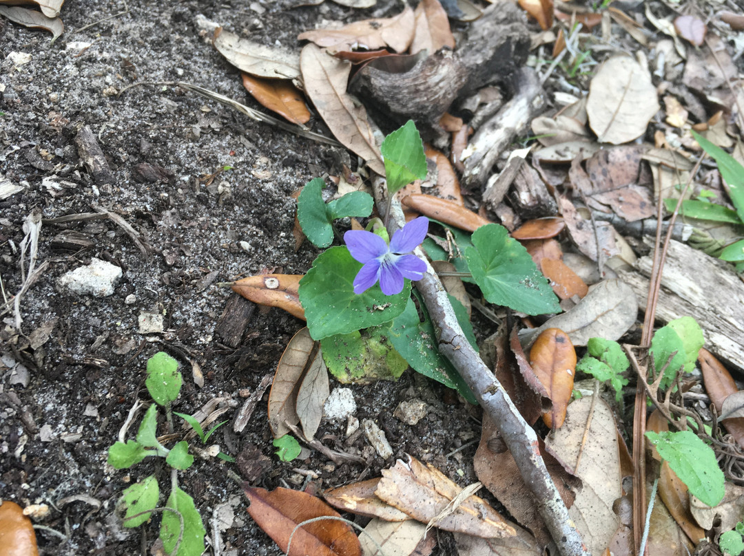 Bulow Creek State Park-奥蒙德海滩必去景点