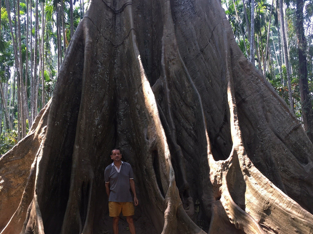 Big Tree景点图片