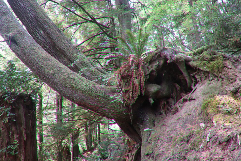 Crestline Park Woodland Trail-Waldport必去景点