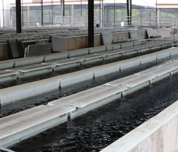 Page Springs Fish Hatchery-Cornville必去景点