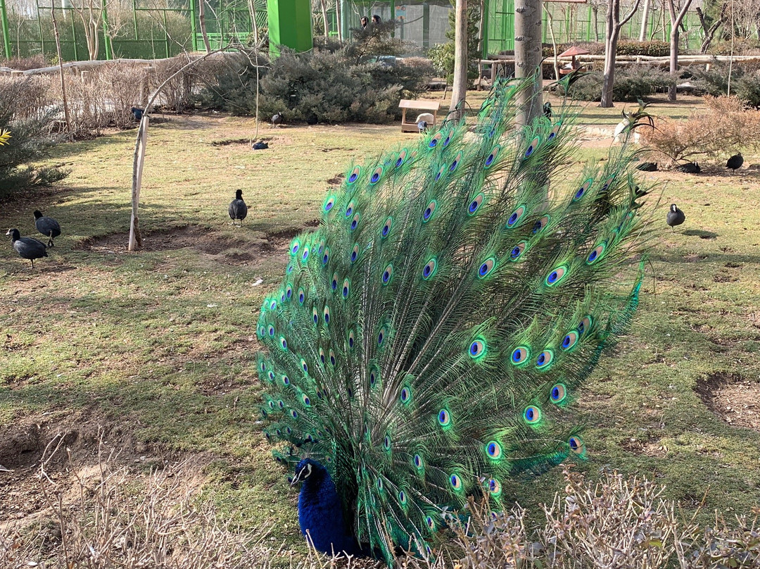 Birds Garden景点图片