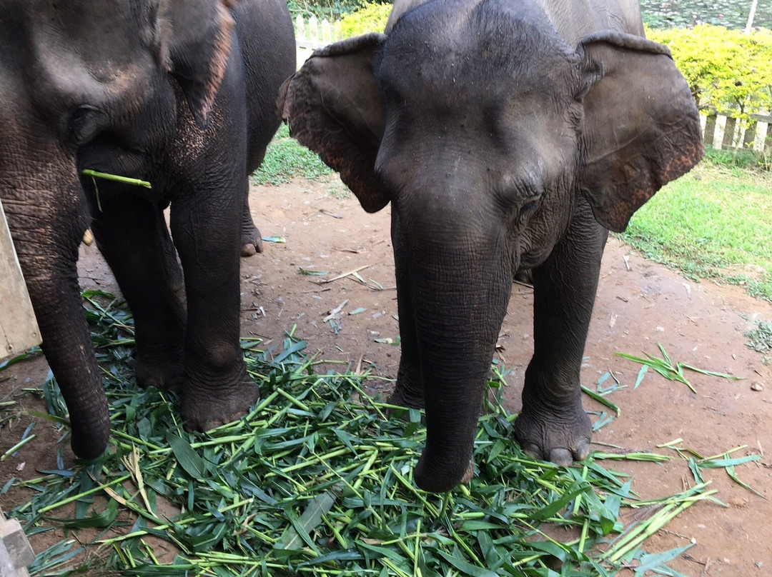 Elephant Village Sanctuary & Resort景点图片