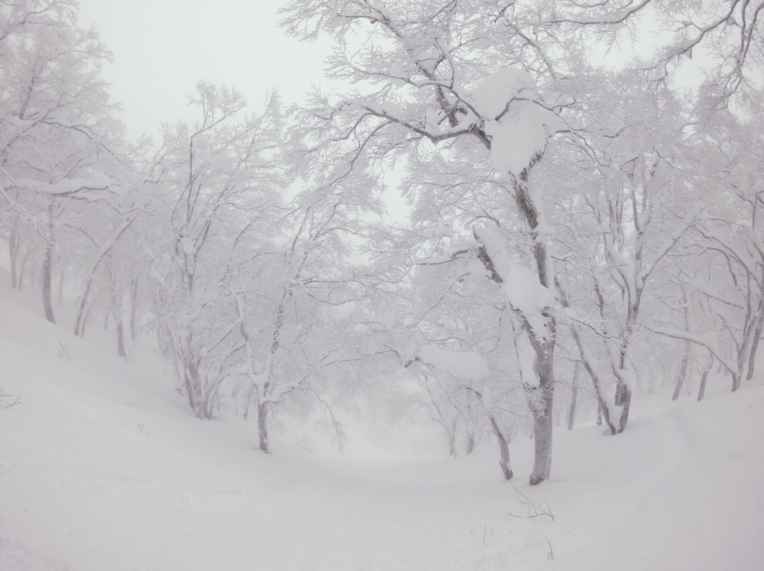 Nozawa Onsen Ski Resort景点图片