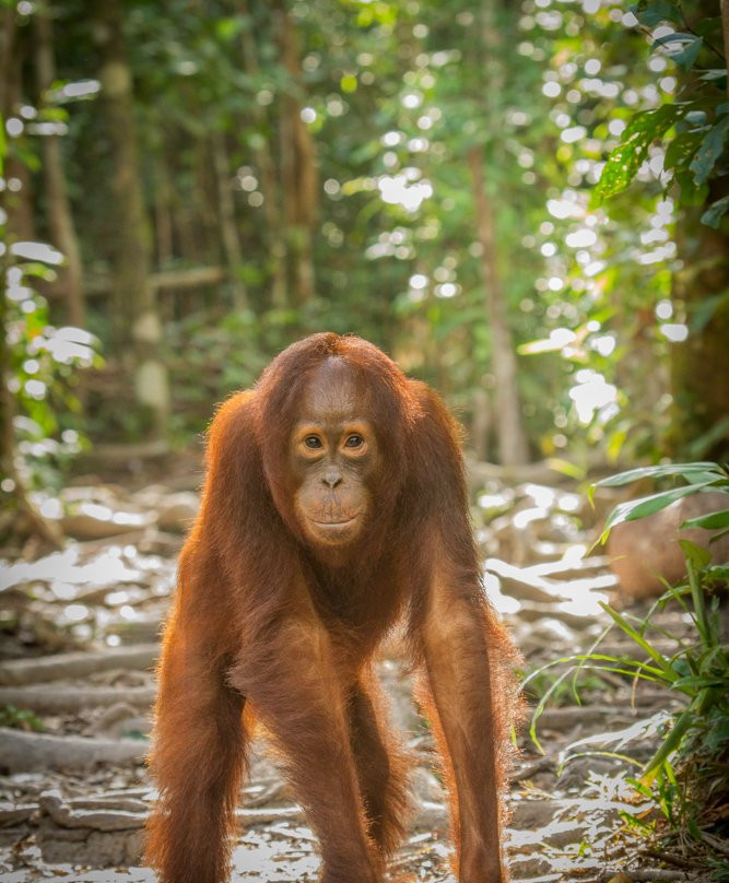 Borneo Eco Tour-Pangkalan Bun必去景点