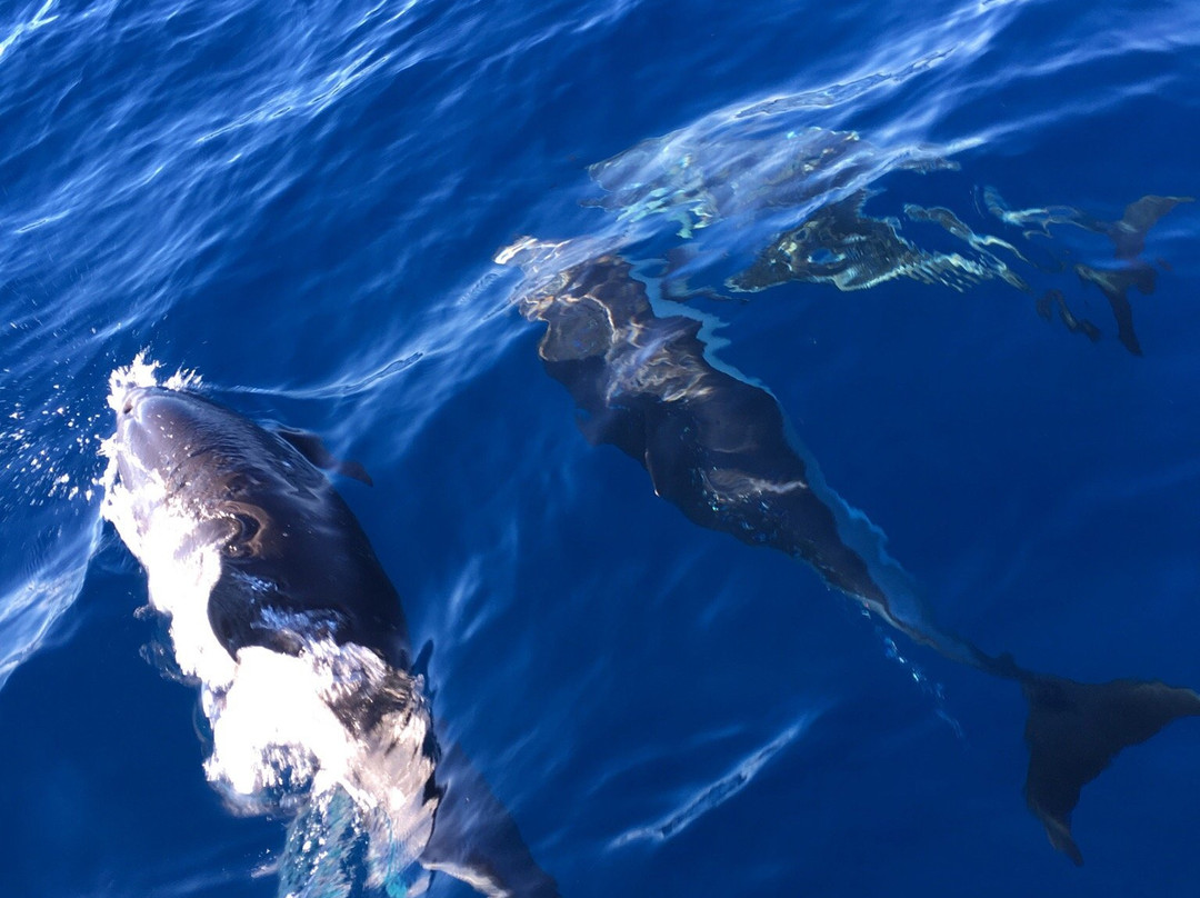 Oceano Whale Watching La Gomera-Valle Gran Rey必去景点