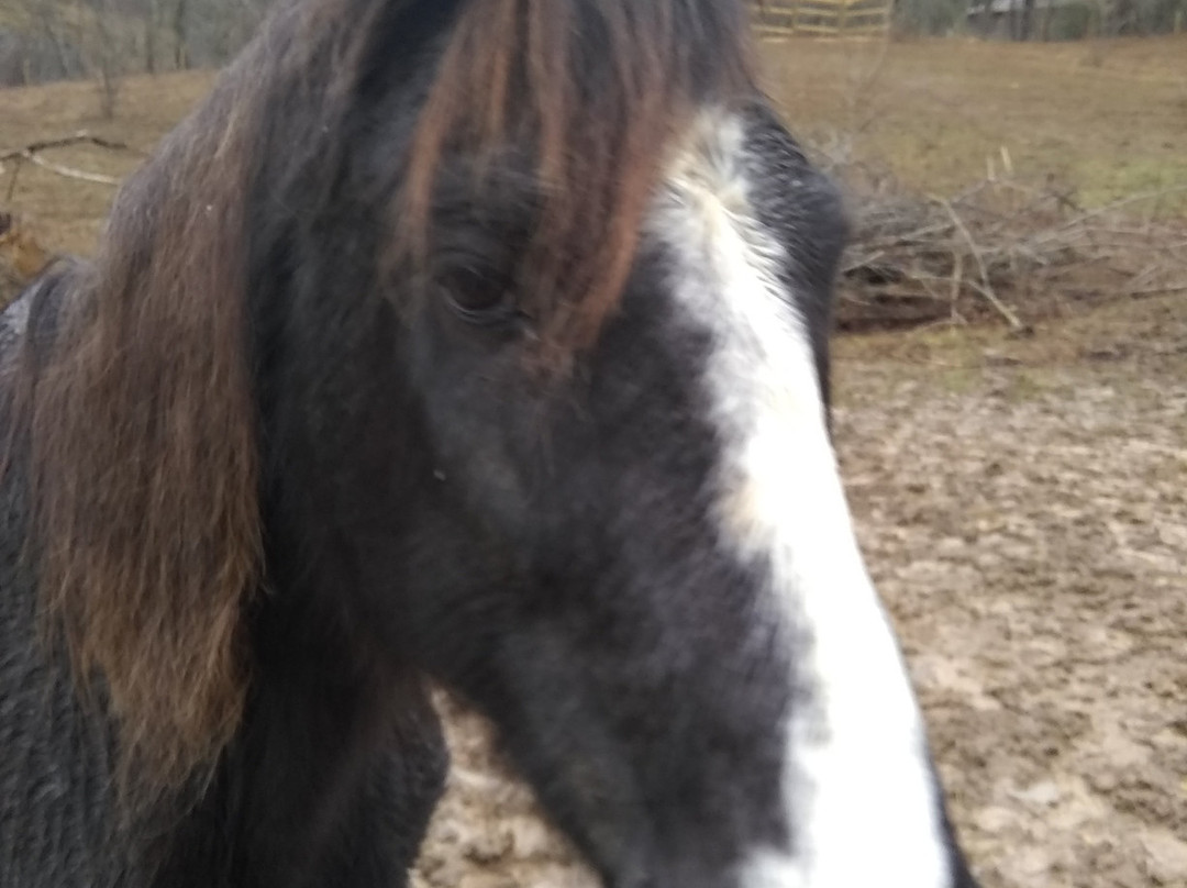 Panther Creek Horseback Rides景点图片