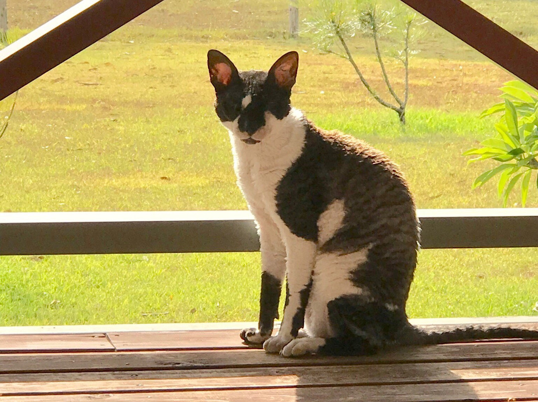 Feathers Home Stay主图