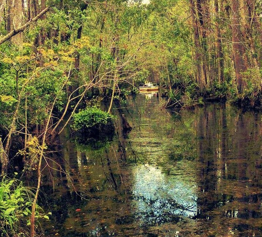 The Swamp Park景点图片