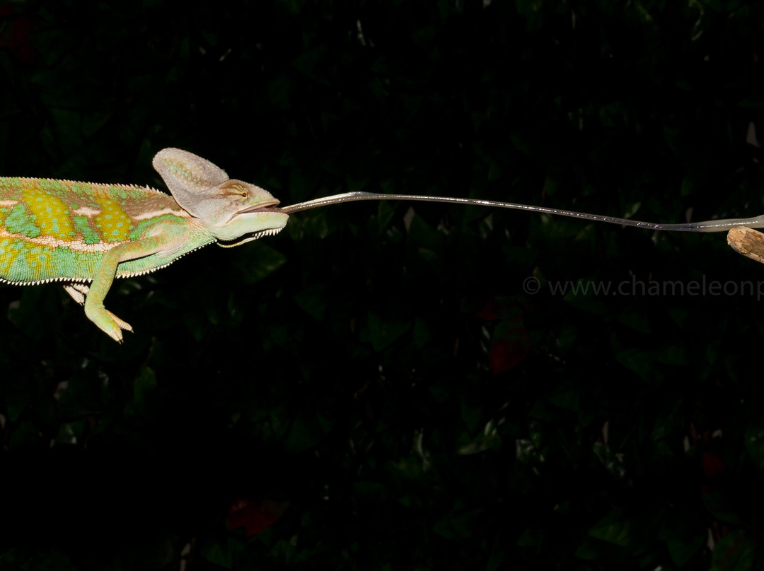Chameleon Photography景点图片