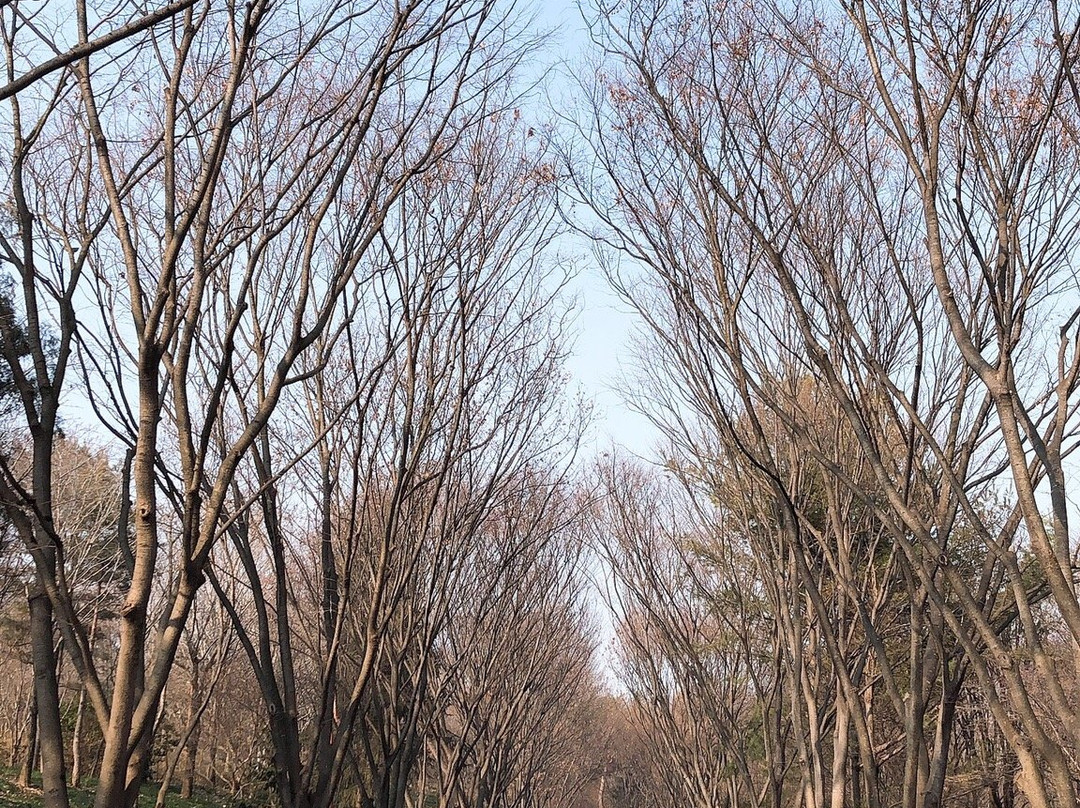 Daegu Arboretum景点图片