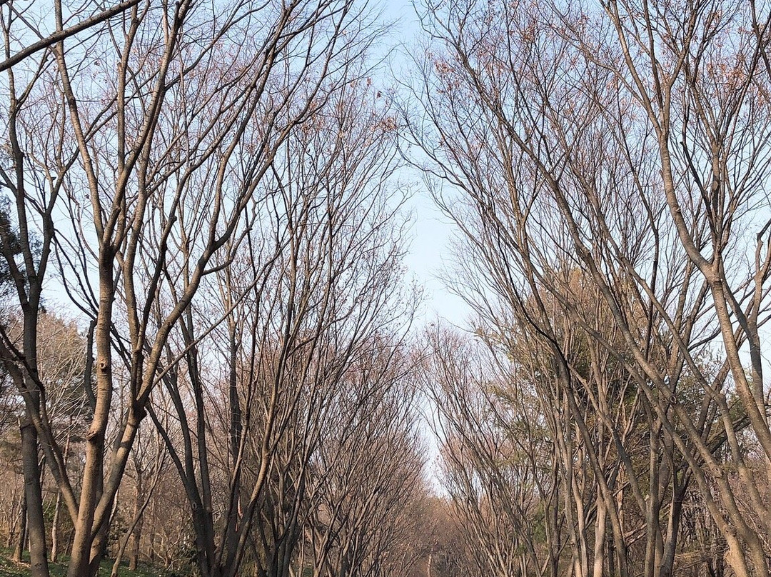 Daegu Arboretum-大邱必去景点
