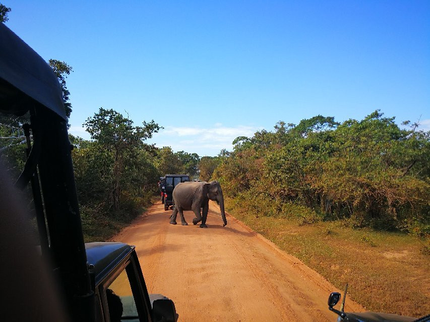 Sasindu Safari Jeep Tours景点图片
