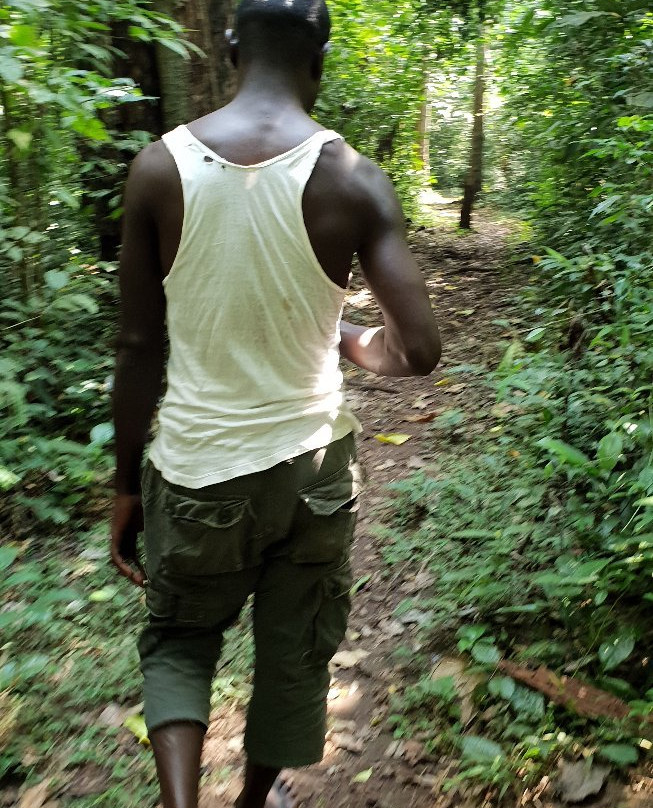 Royal Mile Budongo Forest-马辛迪必去景点