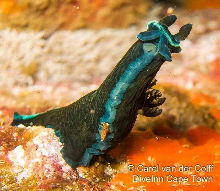 Dive Inn Diving & Touring-Plumstead必去景点