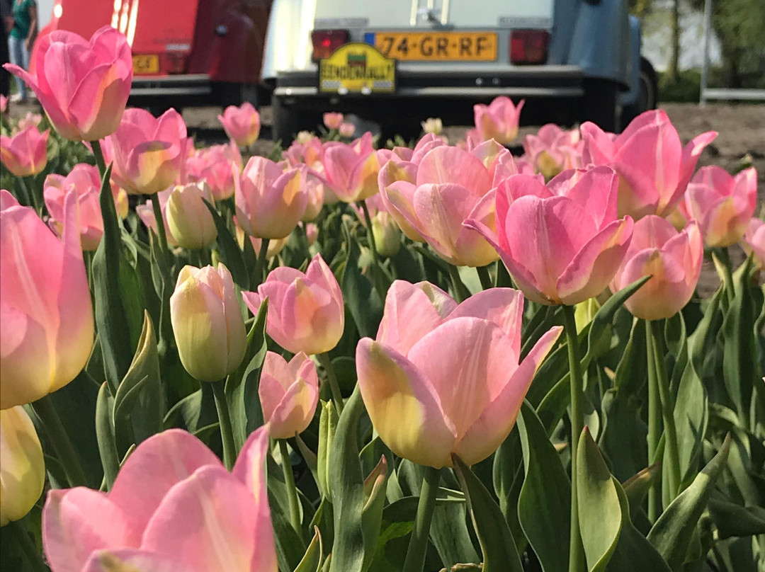 I love Noord-Holland-Purmerend必去景点