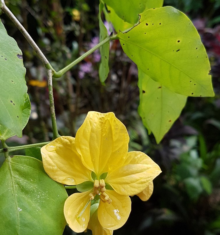 Le Jardin de Bonneville-La Trinite必去景点