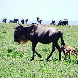 Kimgoni Tanzania Safaris-阿鲁沙必去景点