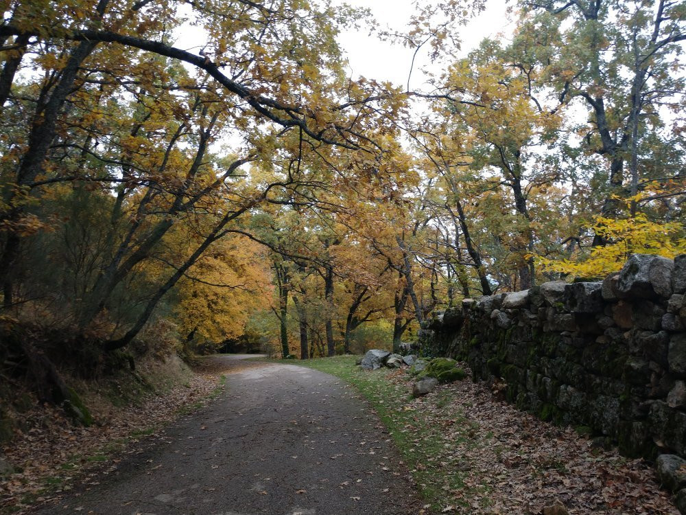 Bosque de la Herreria景点图片