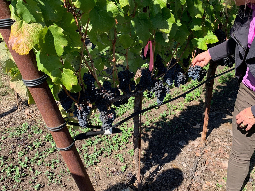 Garden Creek Ranch Vineyards Winery景点图片
