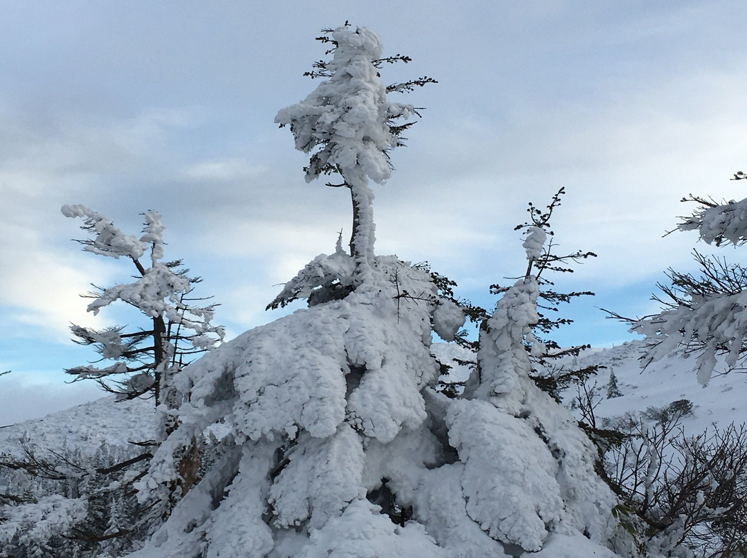 Zao Juhyo Festival-山形市必去景点